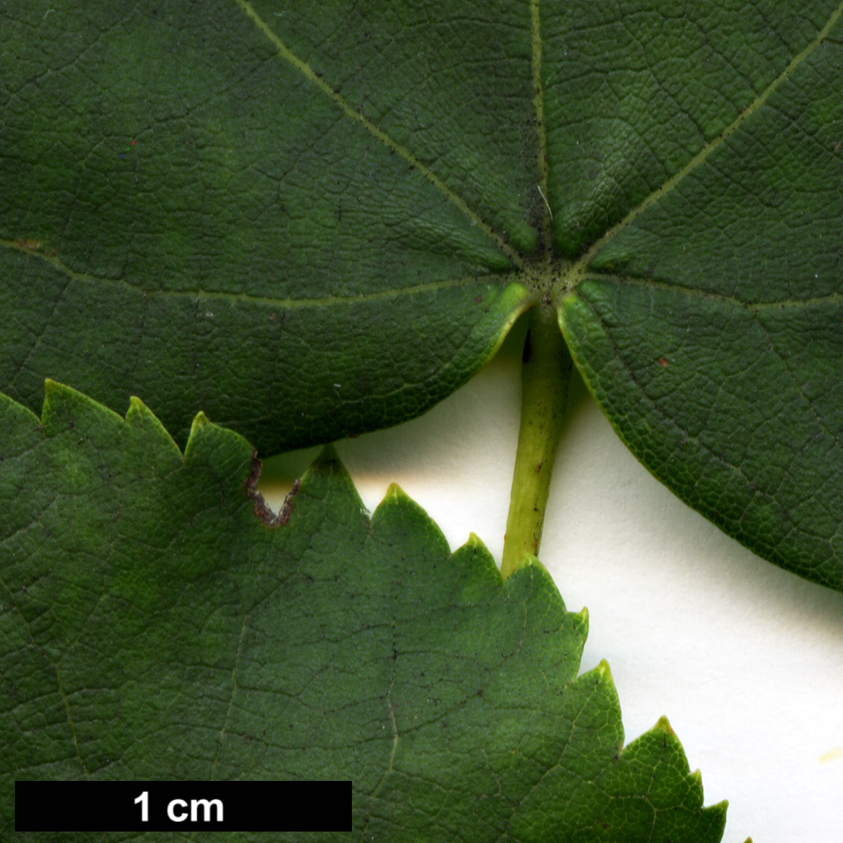 High resolution image: Family: Malvaceae - Genus: Tilia - Taxon: cordata